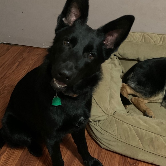 Meet your Posher, Natalie - Picture 1 of 1